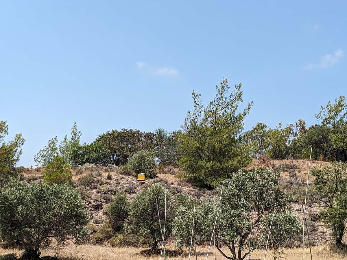 A Chronicle of Bees and their Battle Against Hornets