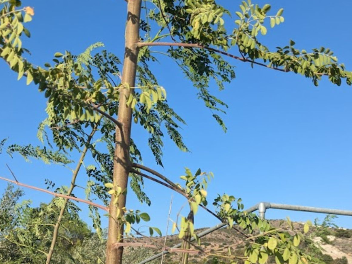 Drumstick Tree (Moringa Oleifera)