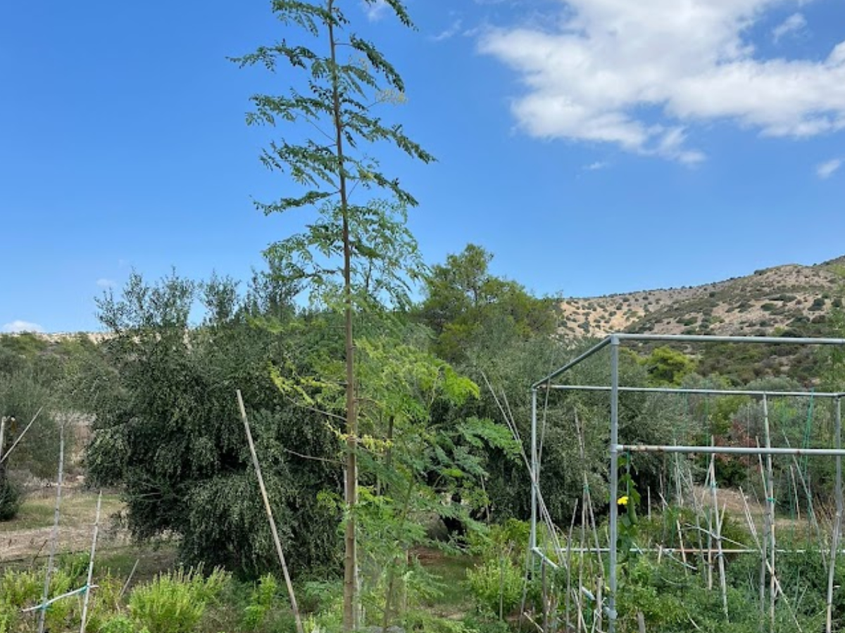 Δέντρο Μόρινγκα (Moringa oleifera)