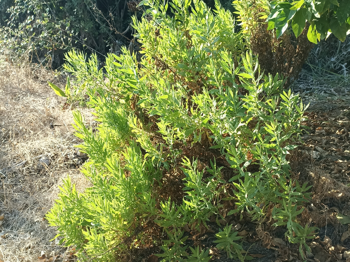 Ψεύτικη κίτρινη κεφαλή (Dittrichia viscosa)