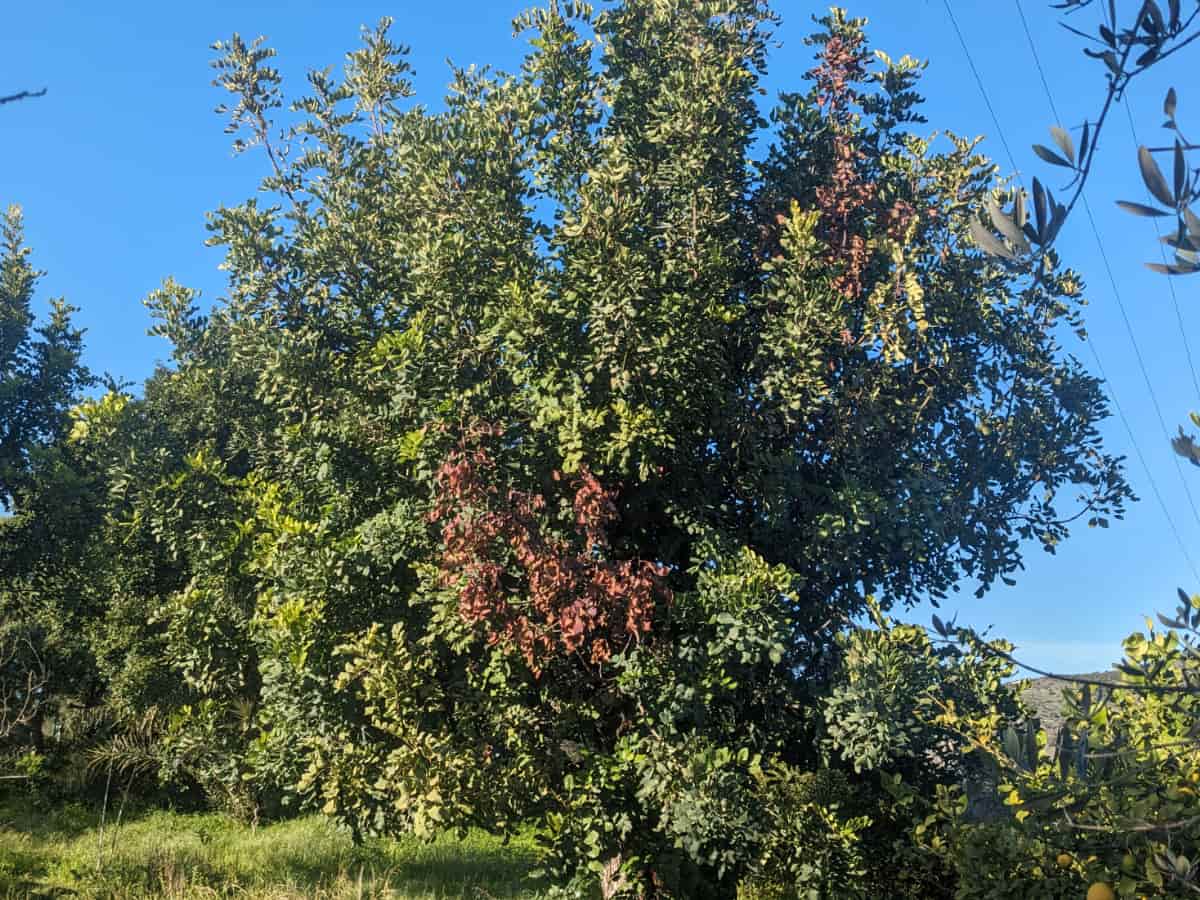 Χαρούπι (Ceratonia siliqua)