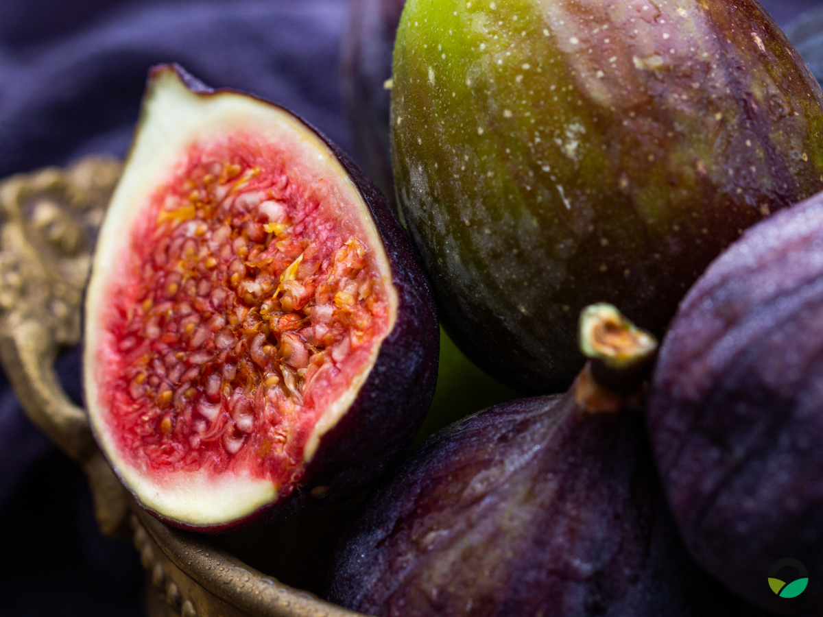 Πολλαπλασιασμός συκιών από μοσχεύματα