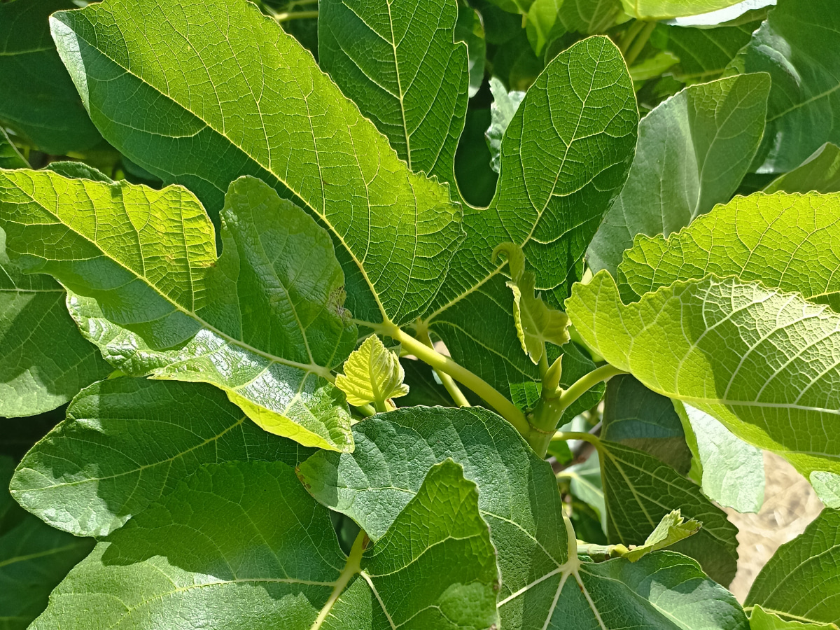 Σύκο (Ficus carica)