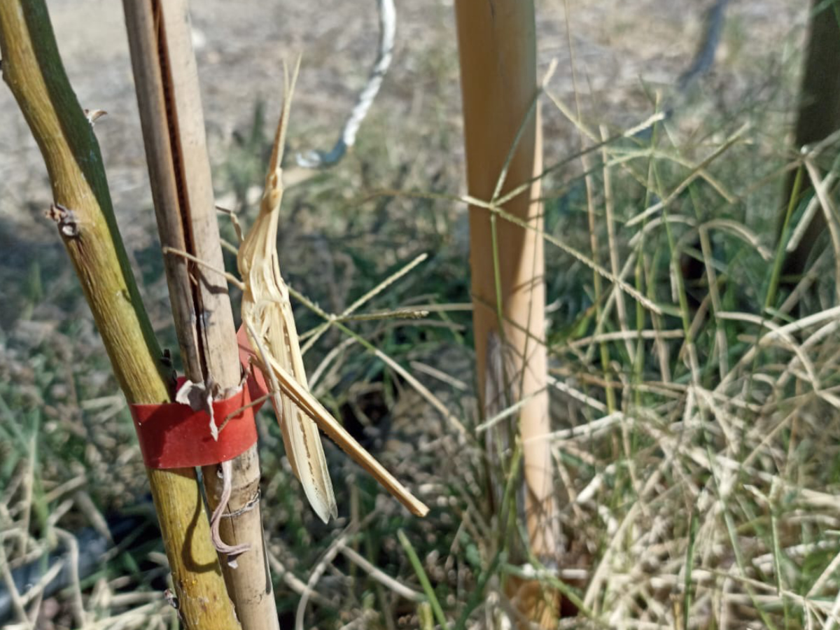 Grasshopper (Acrida Ungarica)