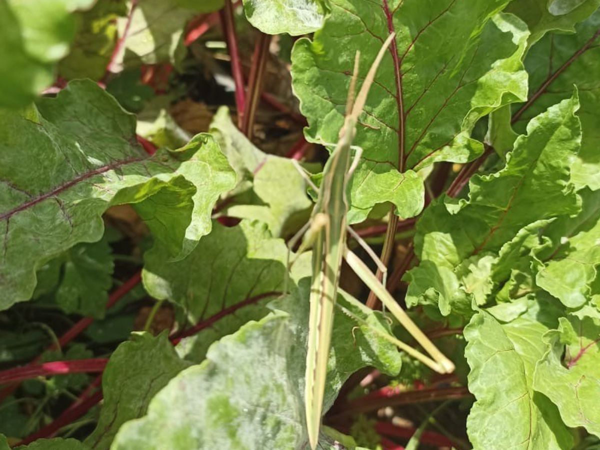 Grasshopper (Acrida Ungarica)