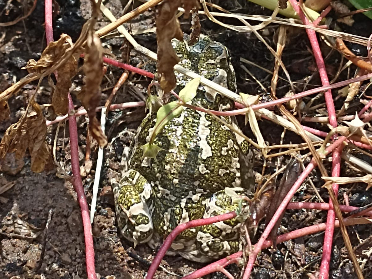 Πράσινος φρύνος της Κύπρου (Bufotes cypriensis)