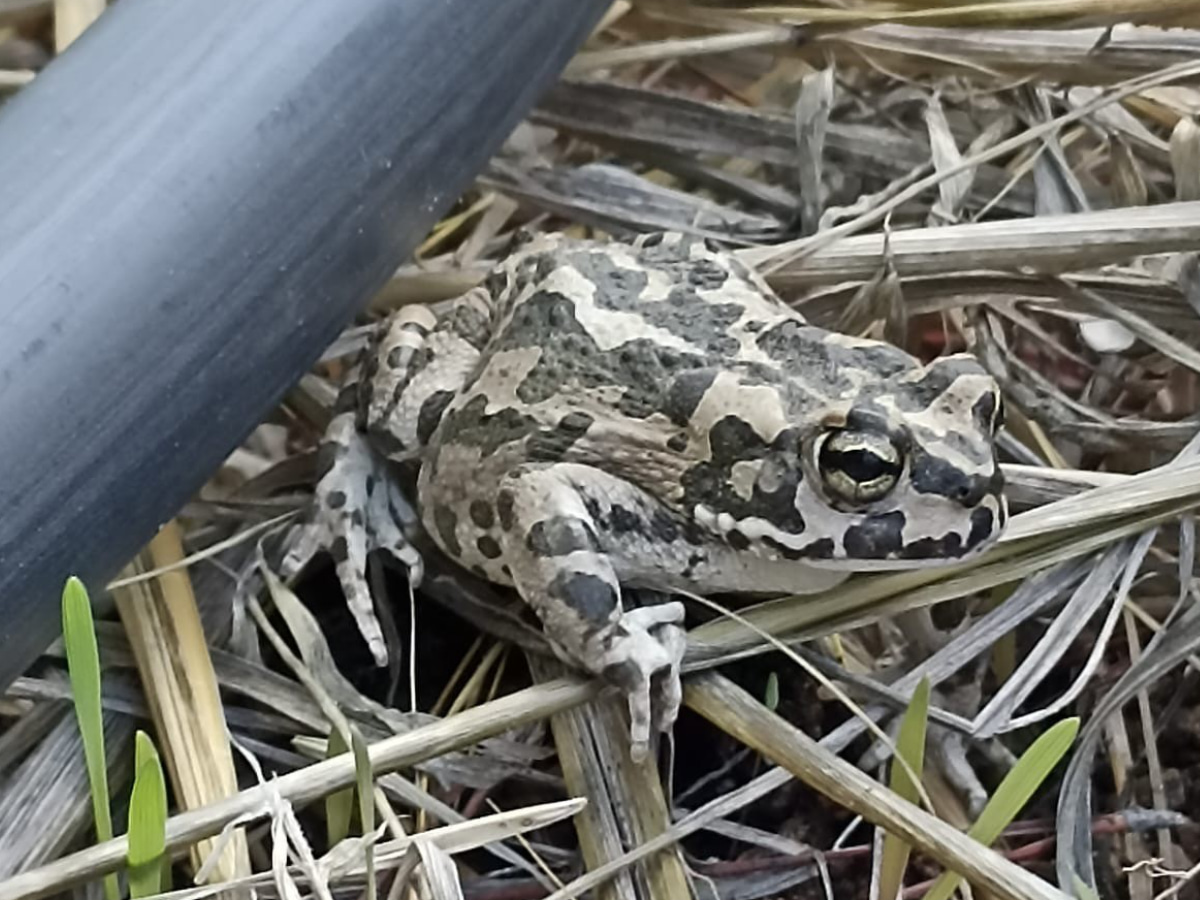 Cyprus Green Toad (Bufotes cypriensis)