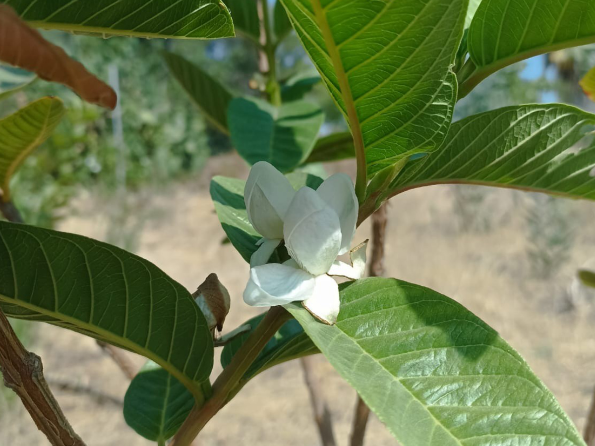 Γκουάβα (Psidium Gaujava)