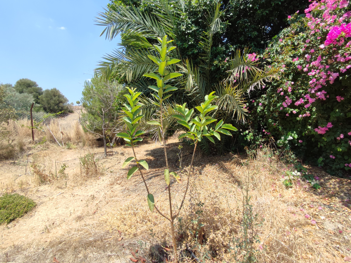 Γκουάβα (Psidium Gaujava)