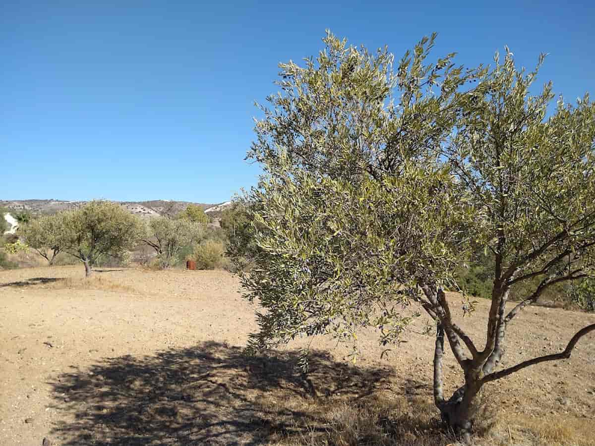 Long history short – How Mavronero Farm developed