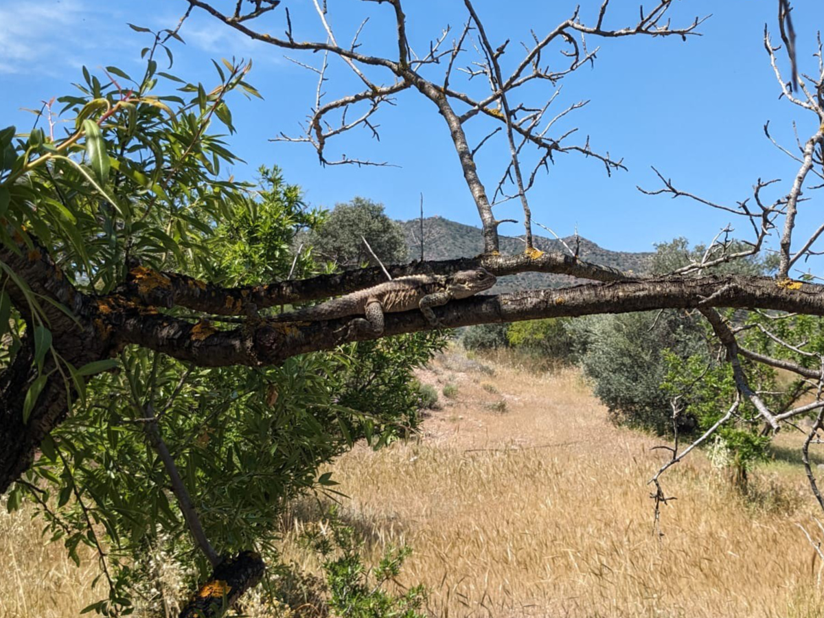 Kourkoutas (Laudakia stellio)