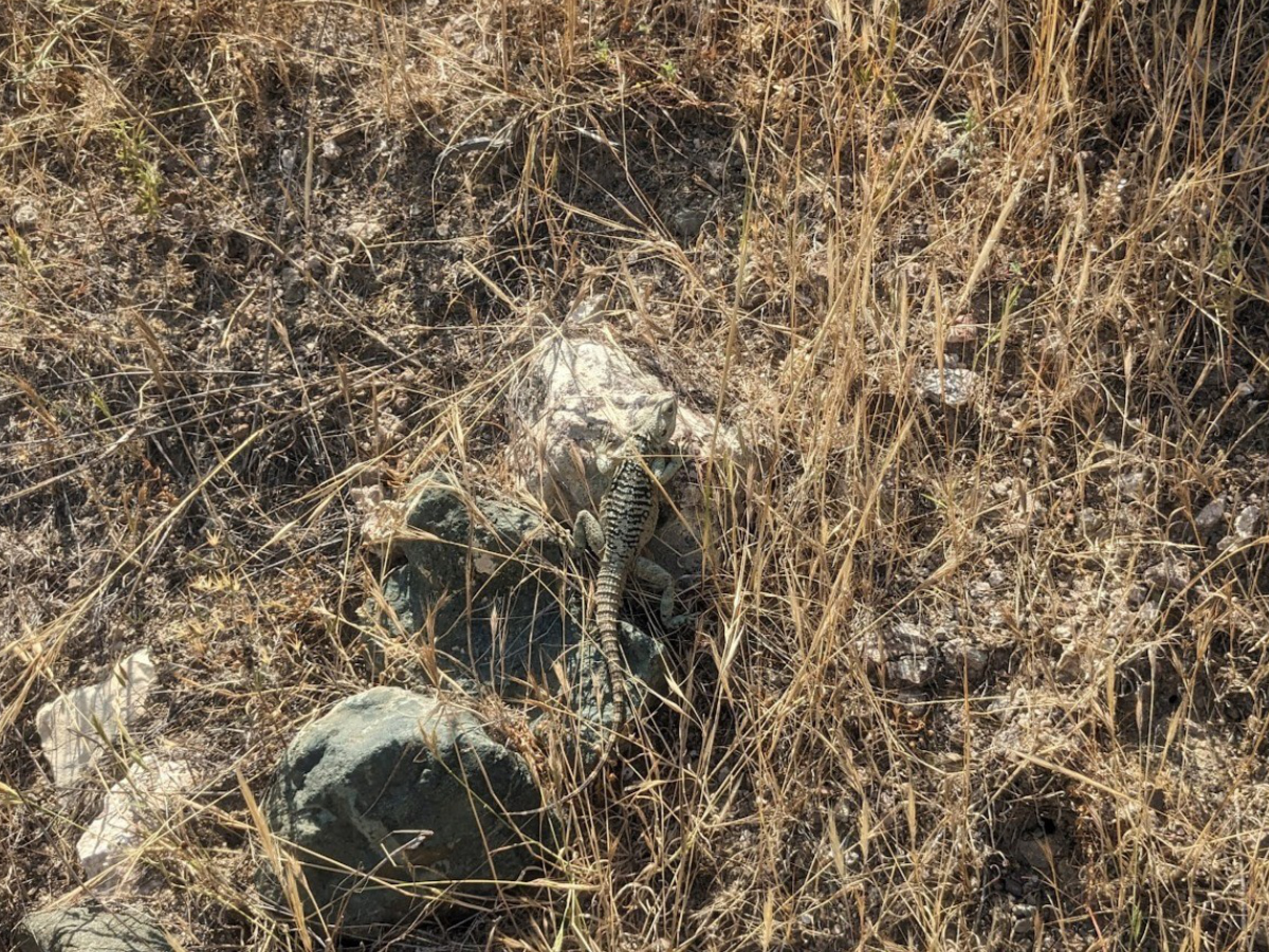 Κουρκούτας