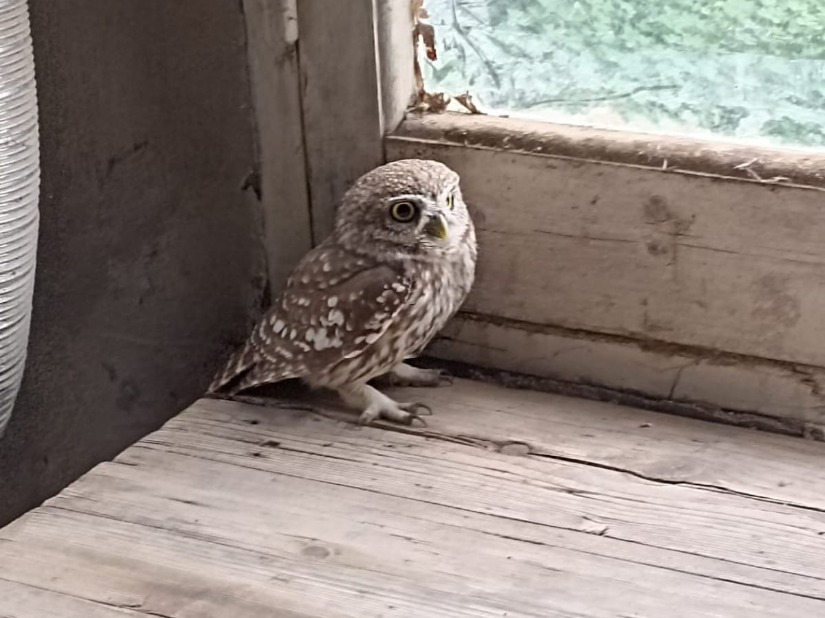 Ένας γκιώνης στη φάρμα μας τον Οκτώβριο του 2023