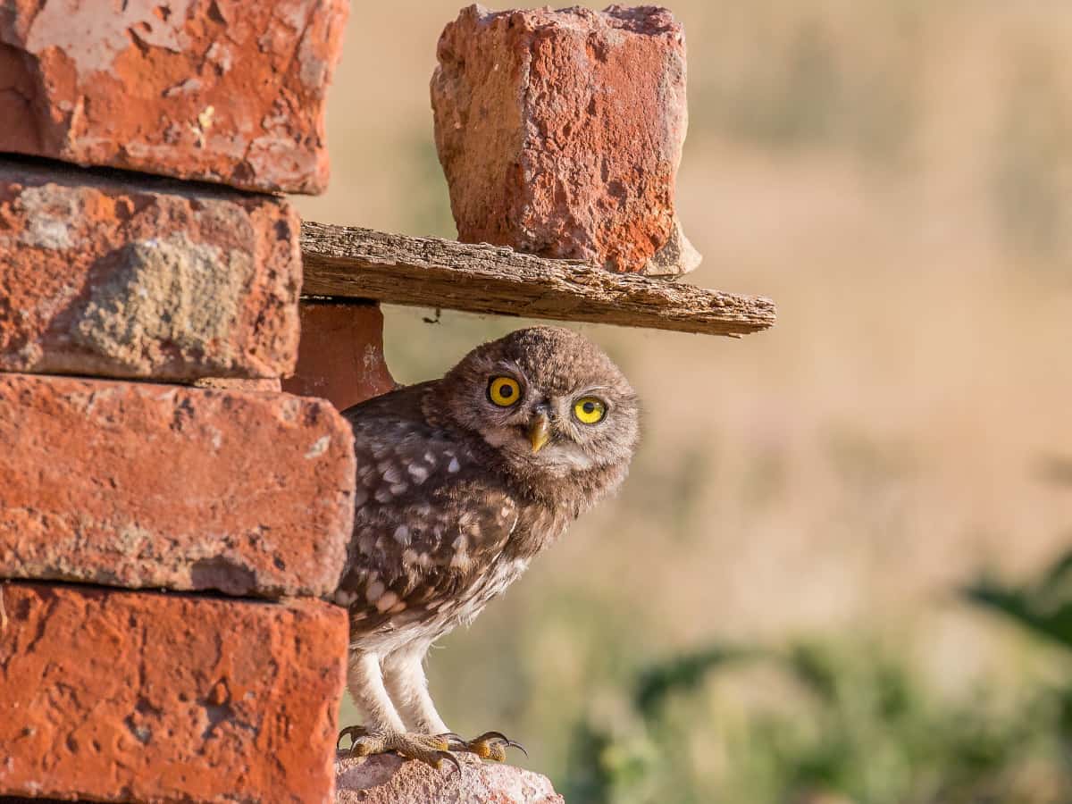 Little Owl (Athene Noctua)