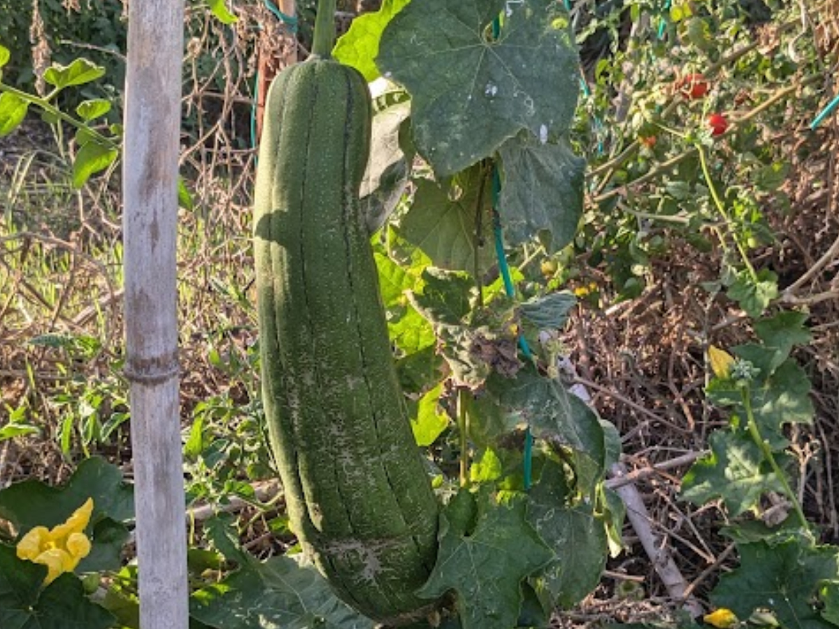 Λούφα (Luffa aegyptiaca)