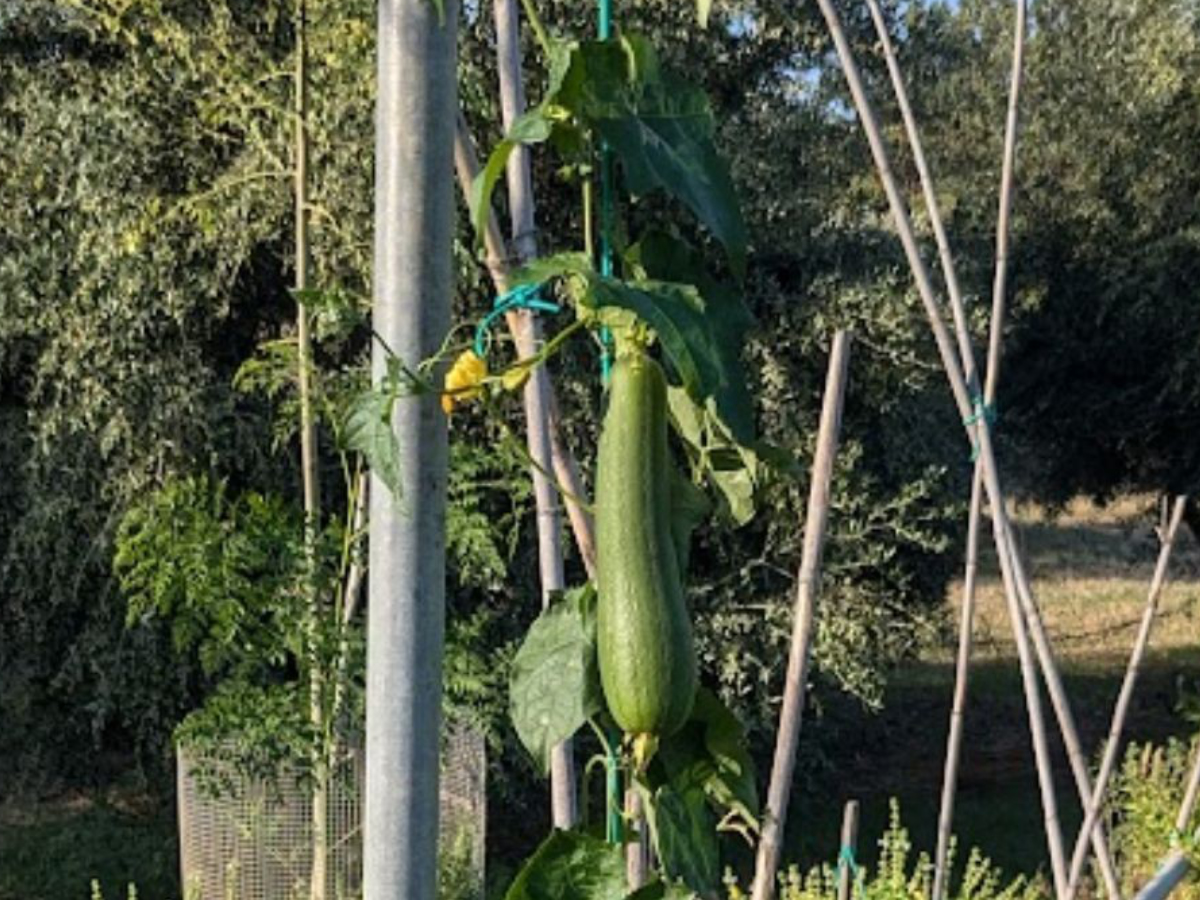 Sponge Gourd (Luffa Aegyptica)
