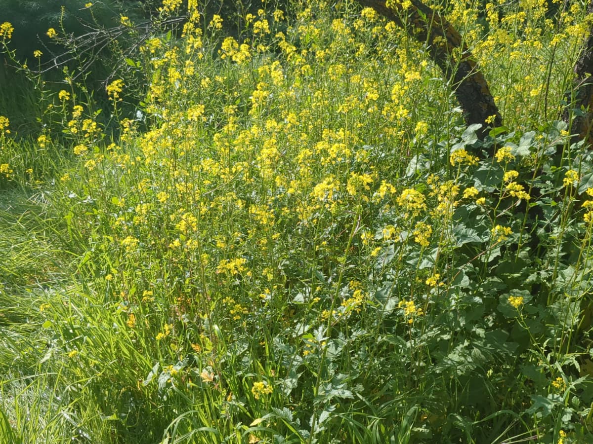 Mustard (Brassicaceae)