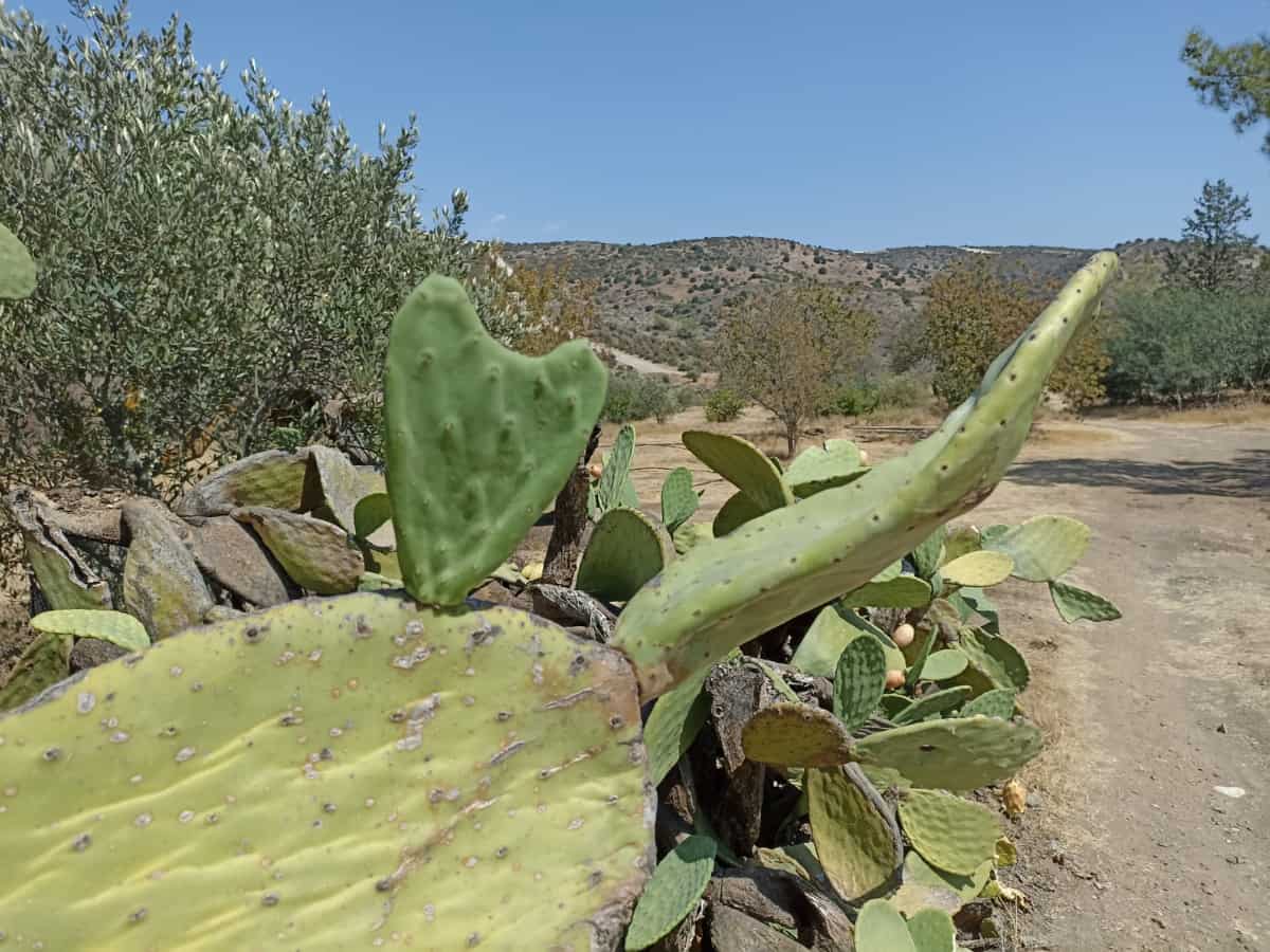 Opuntia (Opuntia ficus-indica L.)