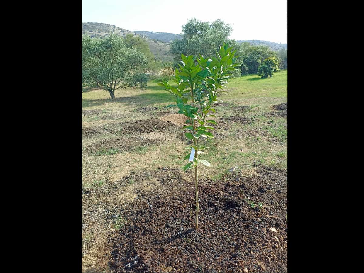 Πορτοκαλιά