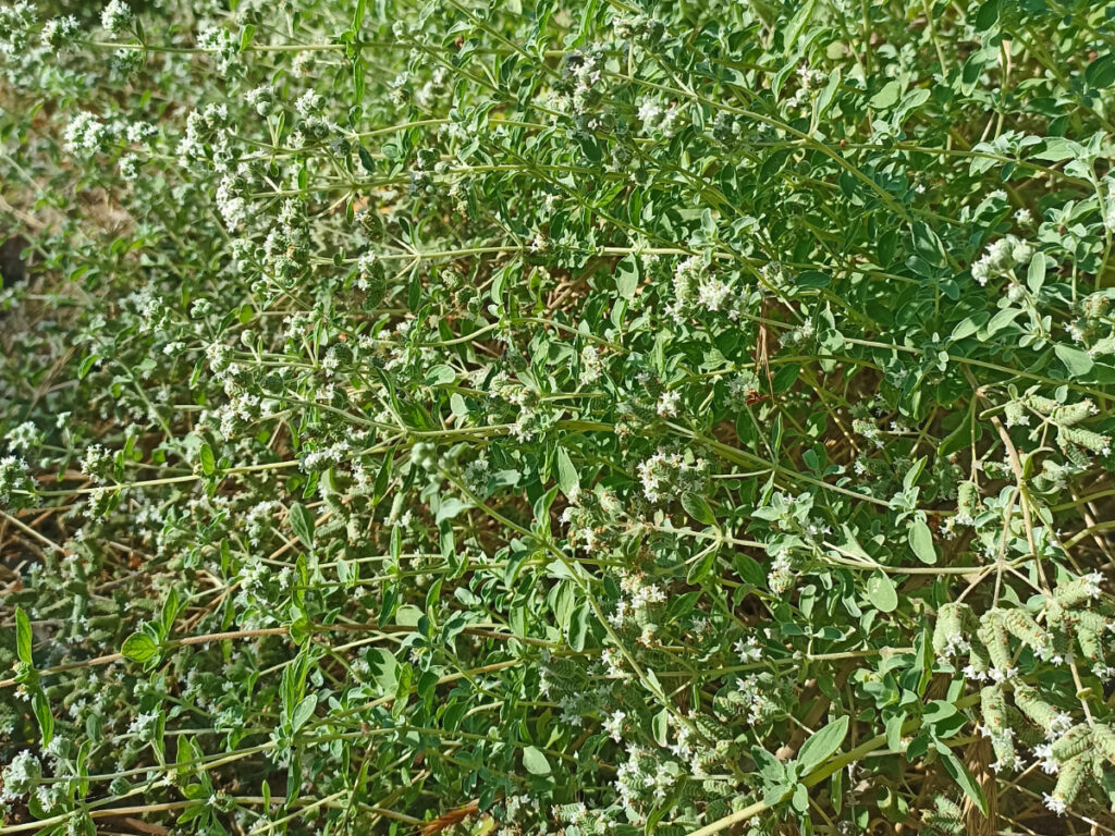 Φυτό ρίγανης