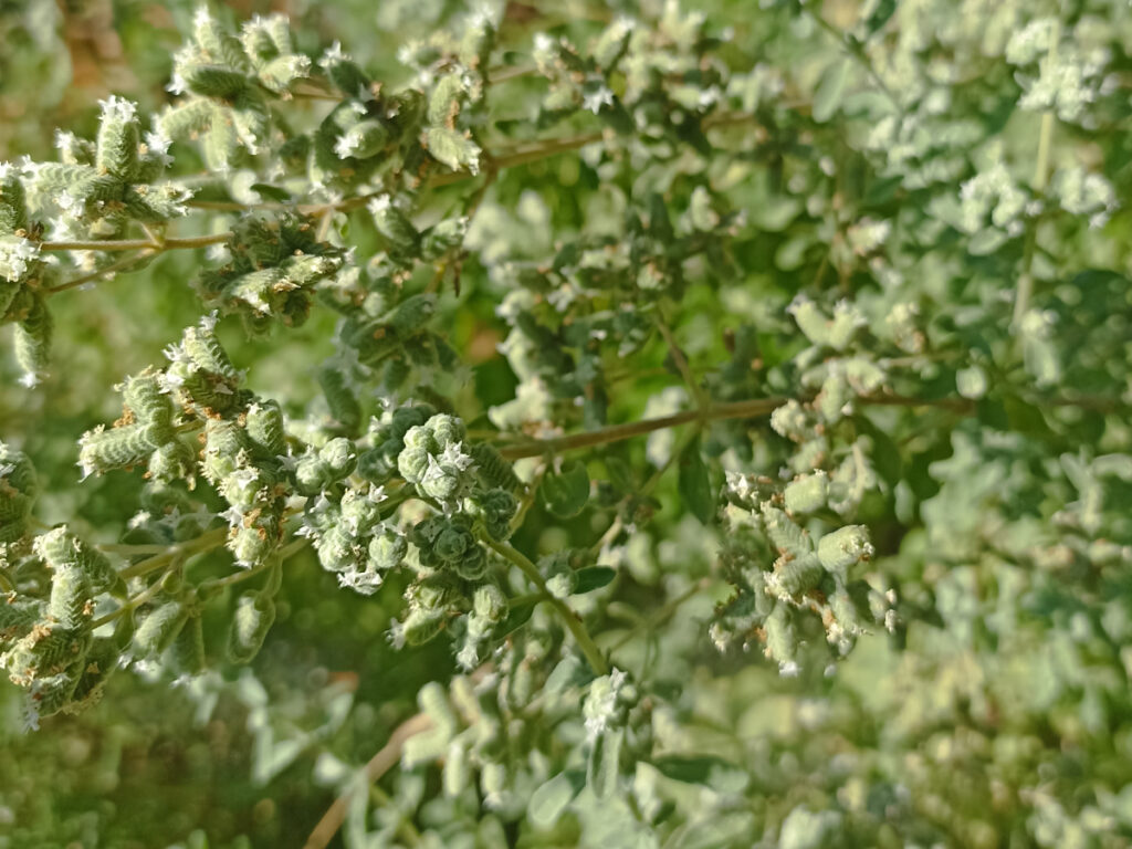 Φυτό ρίγανης