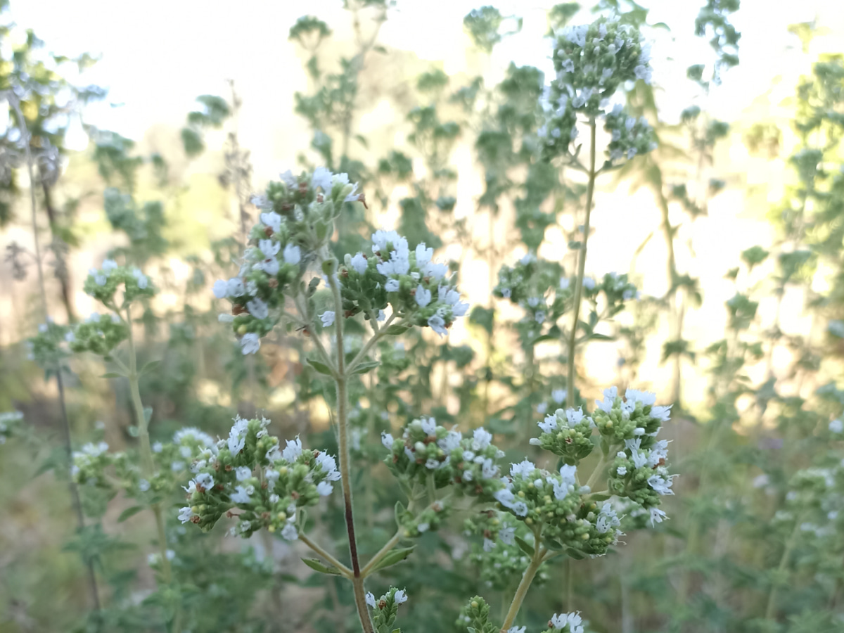 Ρίγανη (Origanum vulgare)