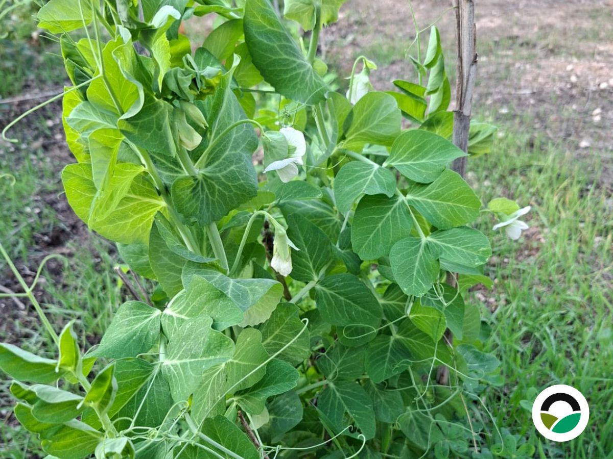 Peas flower