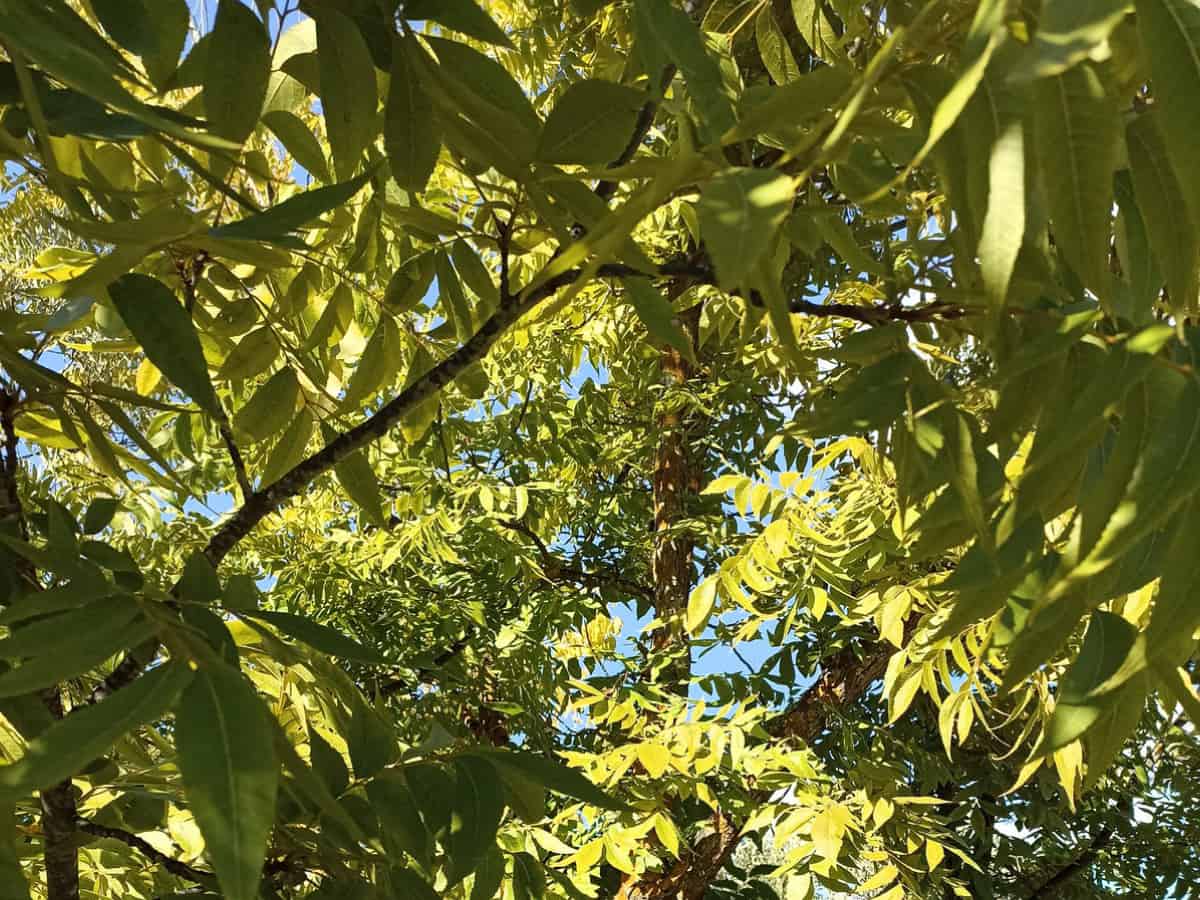 Pecan (Carya illinoinensis)