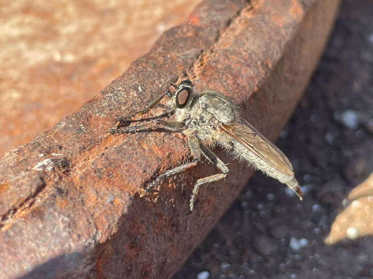 Robber fly (Philonicus albiceps)