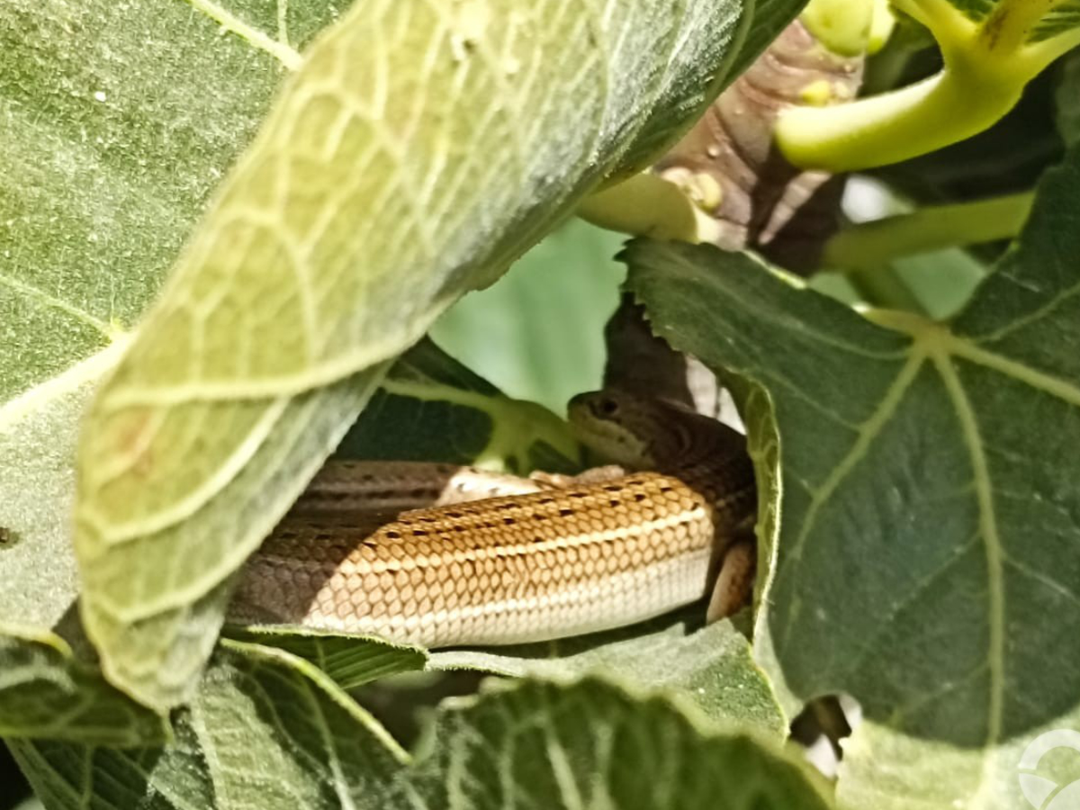 Schneider’s Skink (Eumeces Schneiderii)