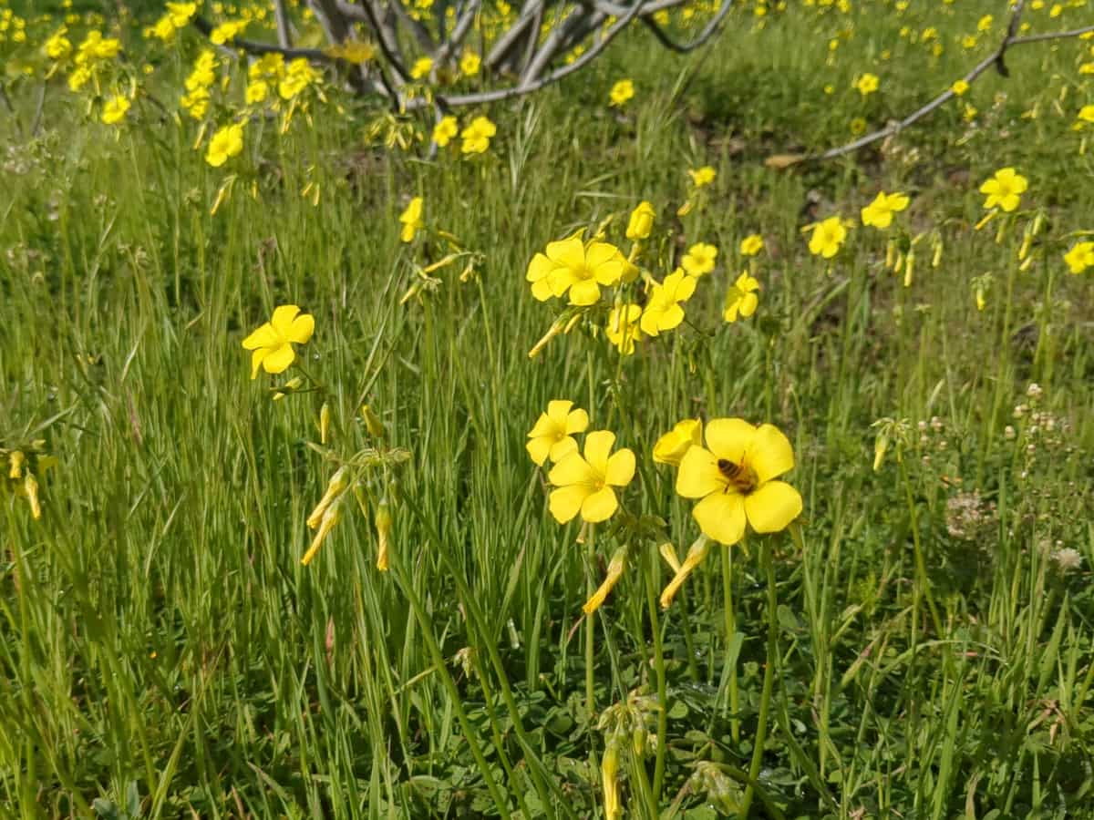 ξινόχορτο (Oxalis pes-caprae)