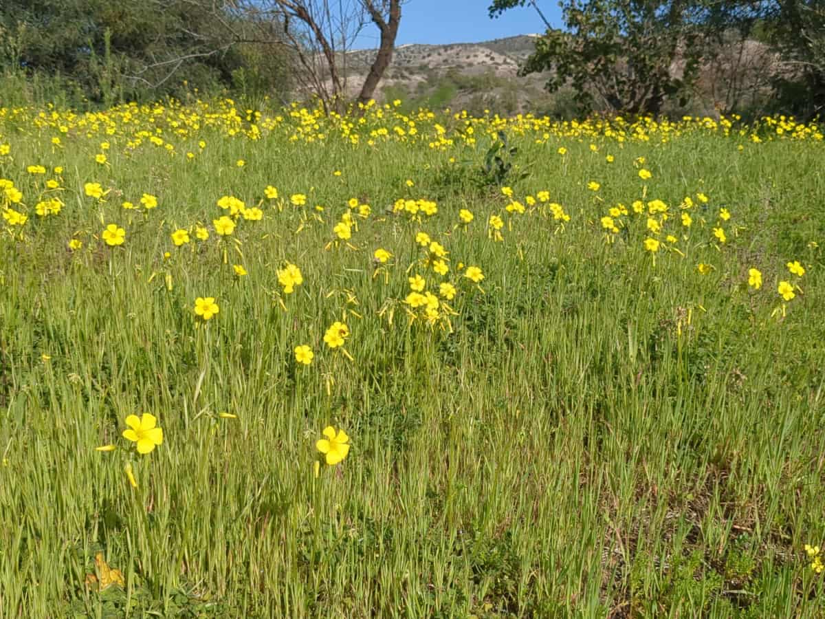χωράφι με ξινόχορτο