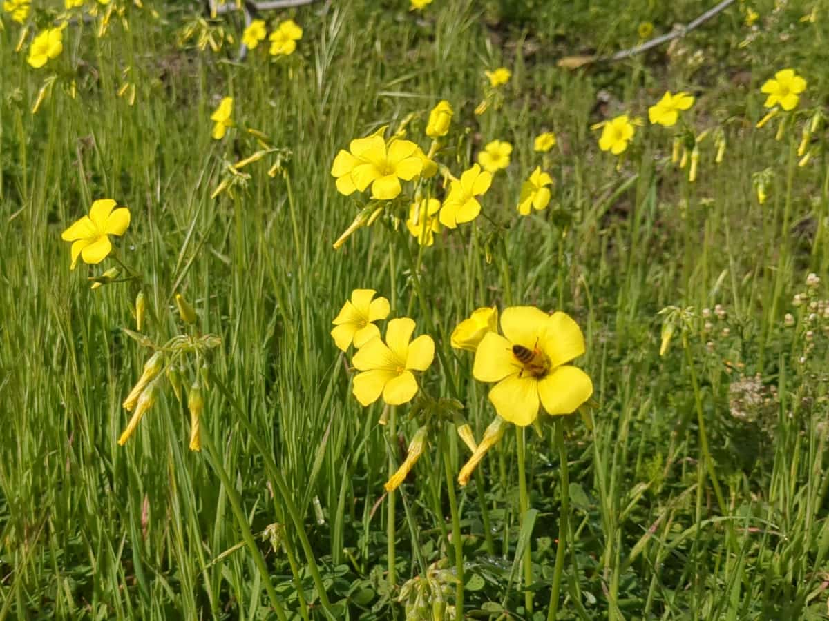 Λουλούδι και μέλισσα ξινόχορτου