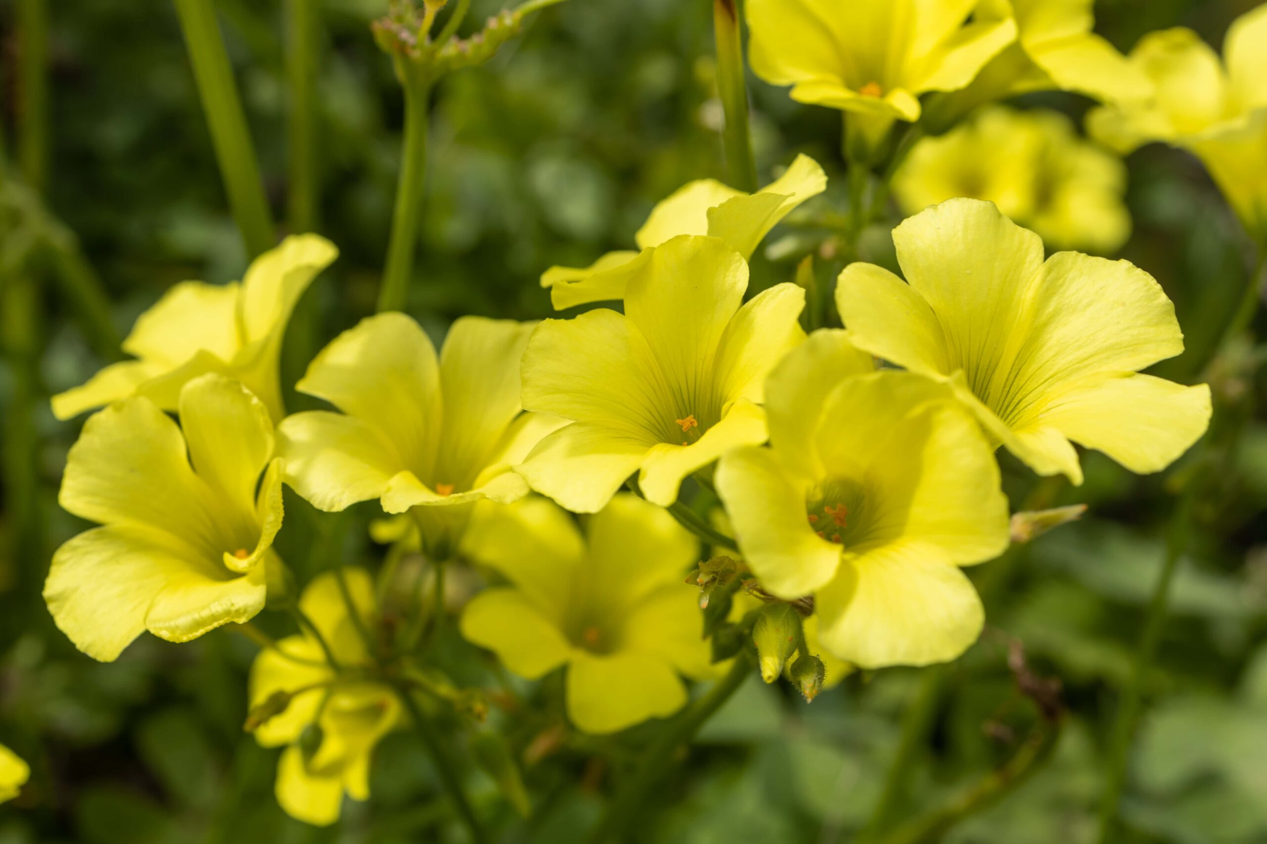 Λουλούδια ξινόχορτου