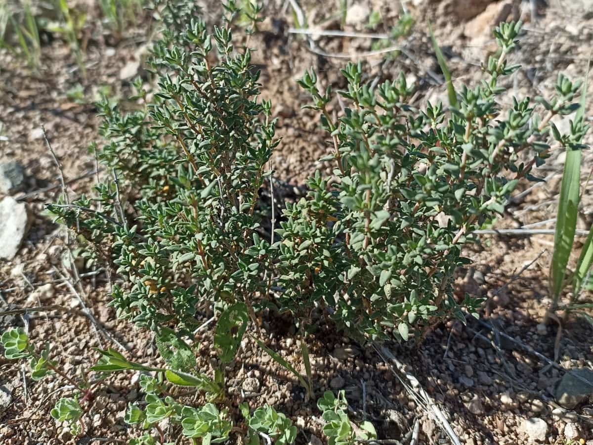 Thyme (Thymus vulgaris L.)