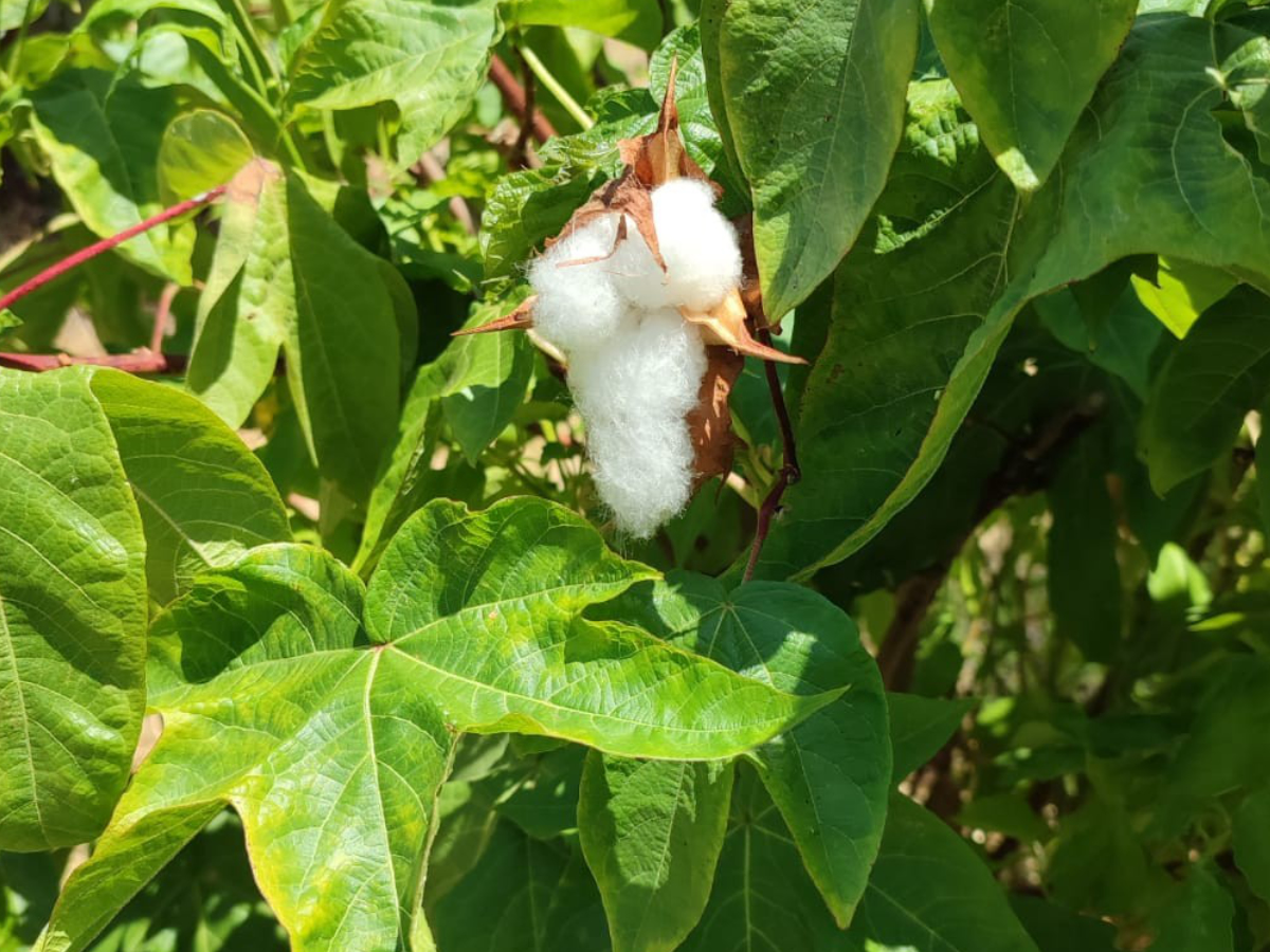 Tree Cotton (Gossypium Arboreum)