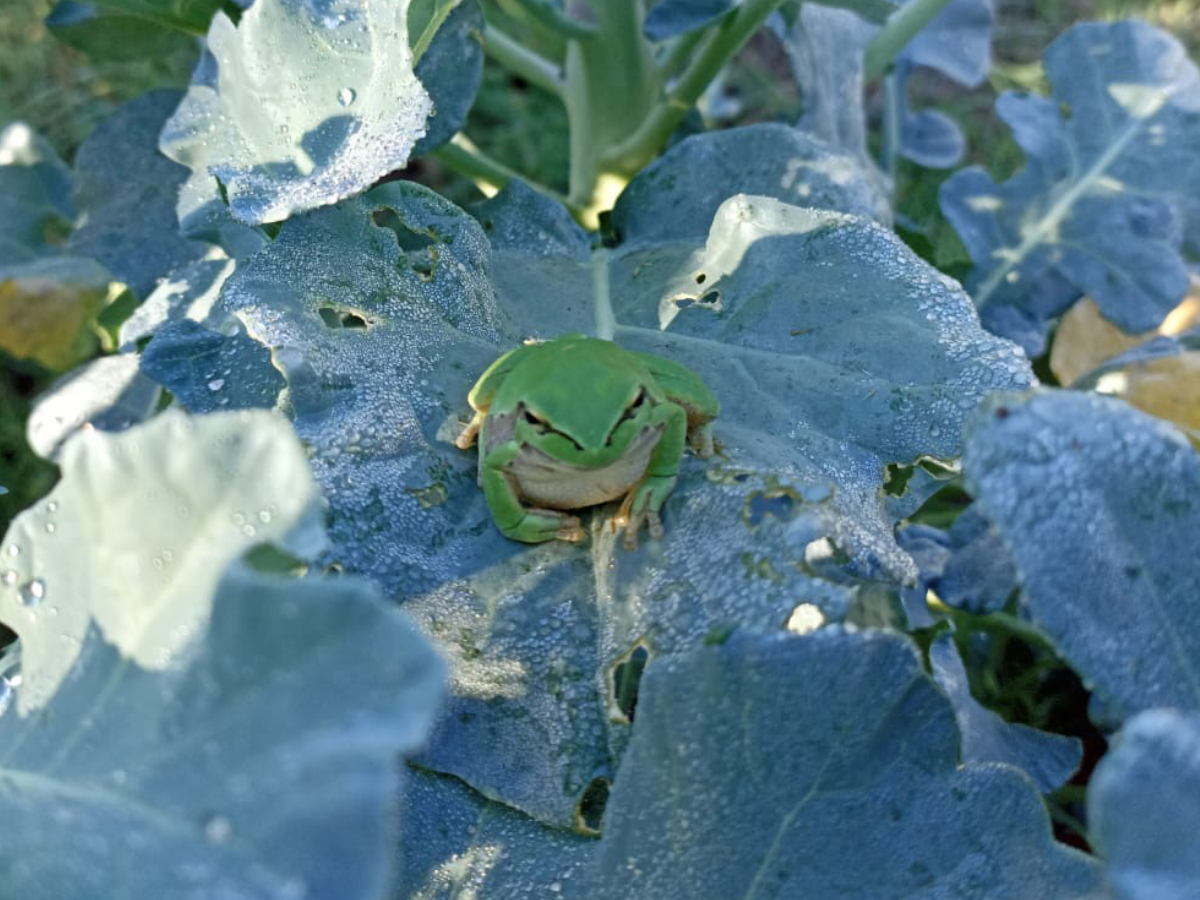 Mediterranean Tree Frog (Hyla meridionalis)