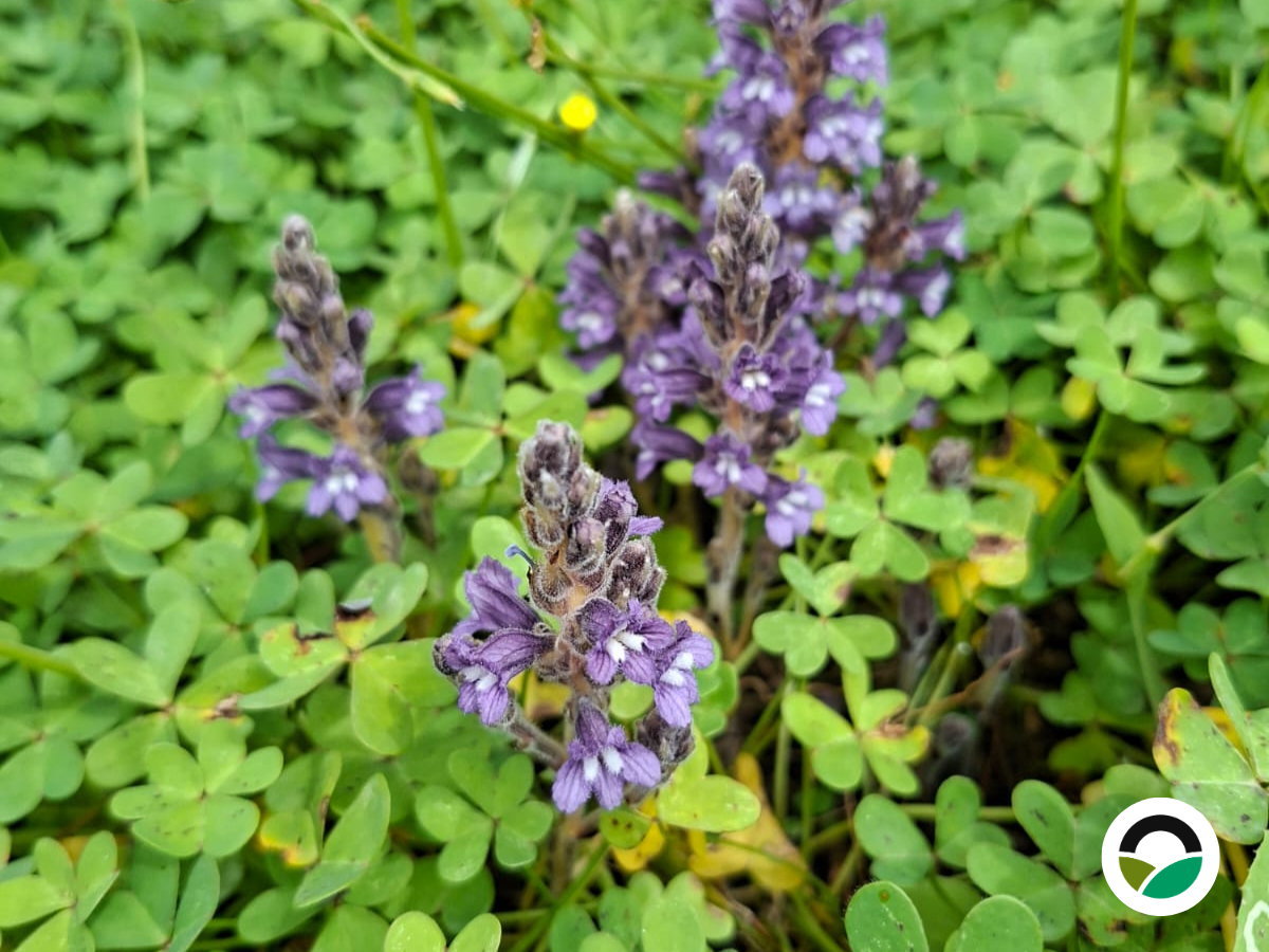 Broomrape: a remarkable parasitic plant of Mediterranean ecosystems