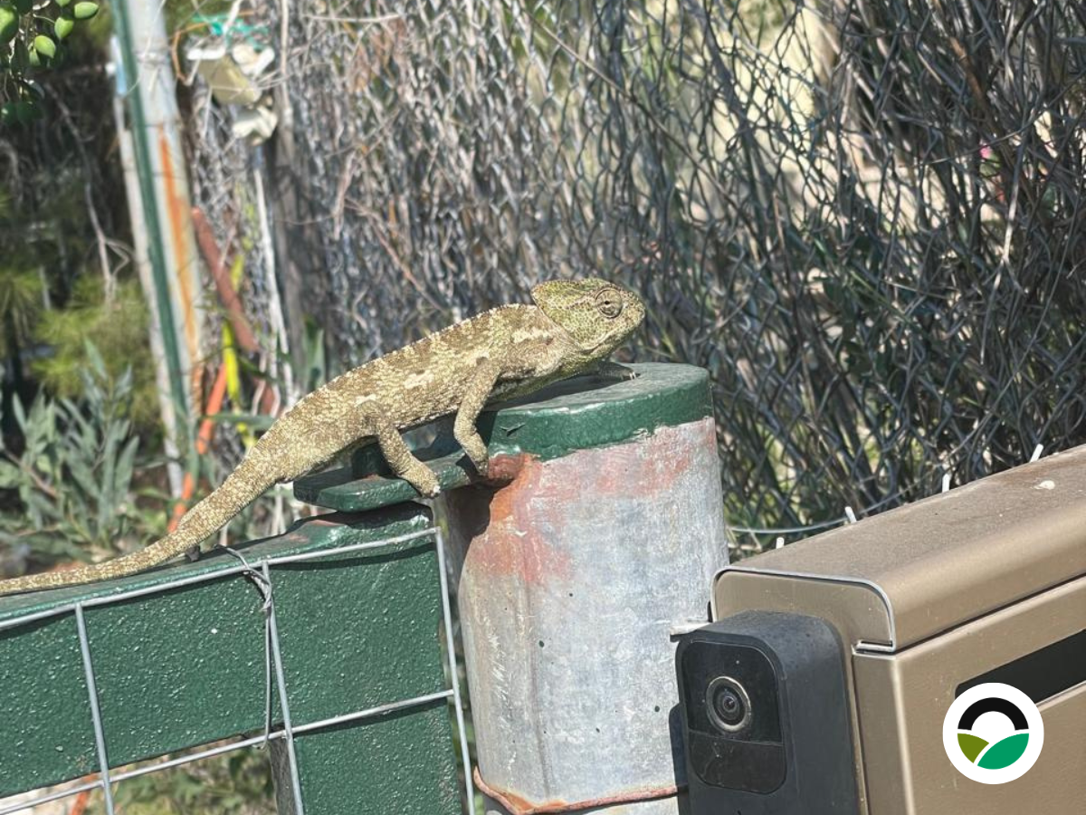 Why repeated wildlife observations matter