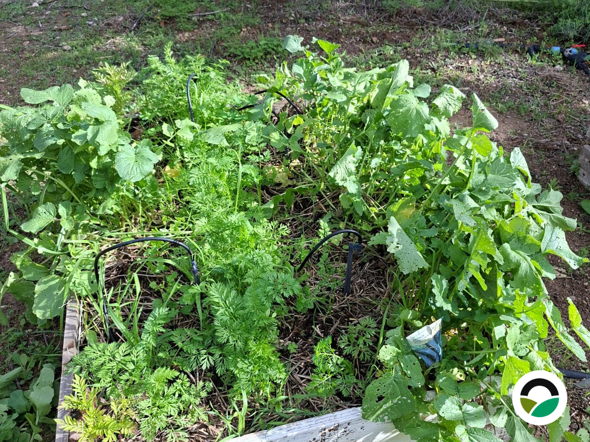 Growing carrots and root parsley in a raised bed