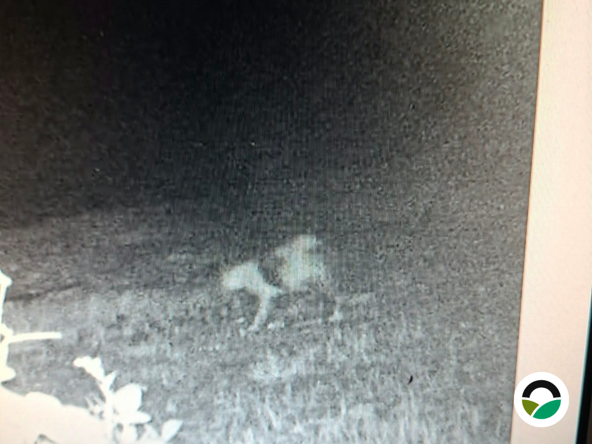 Nocturnal wildlife monitoring at Mavronero