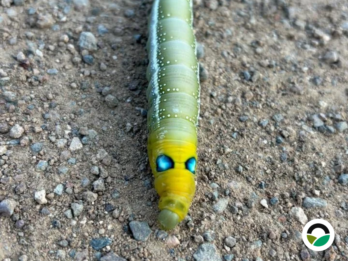 Oleander hawk-moth caterpillar at Mavronero: a little act of care
