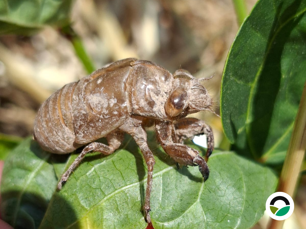 Cicada emergence observed at Mavronero