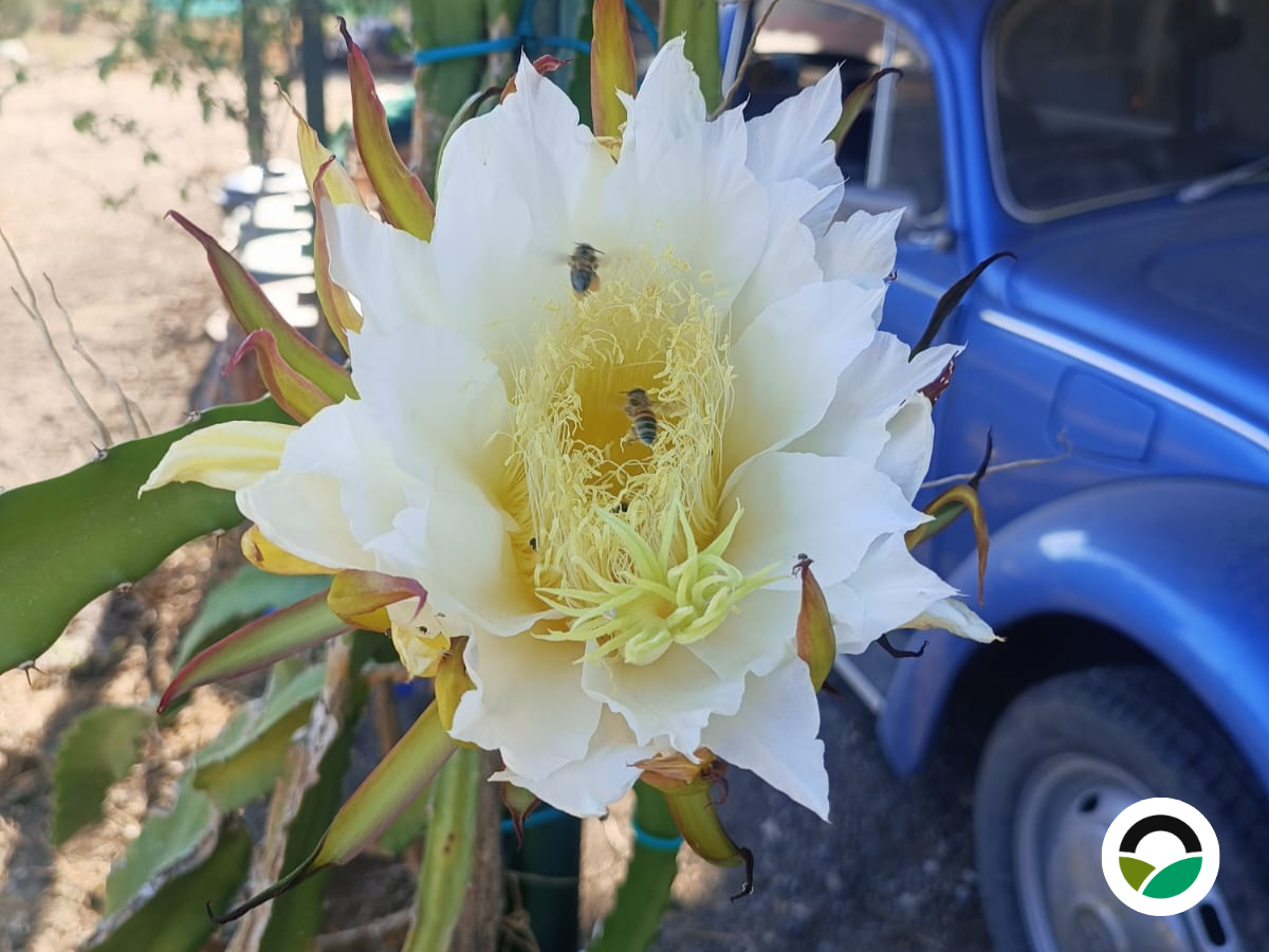 The spectacular night-blooming dragon fruit flower