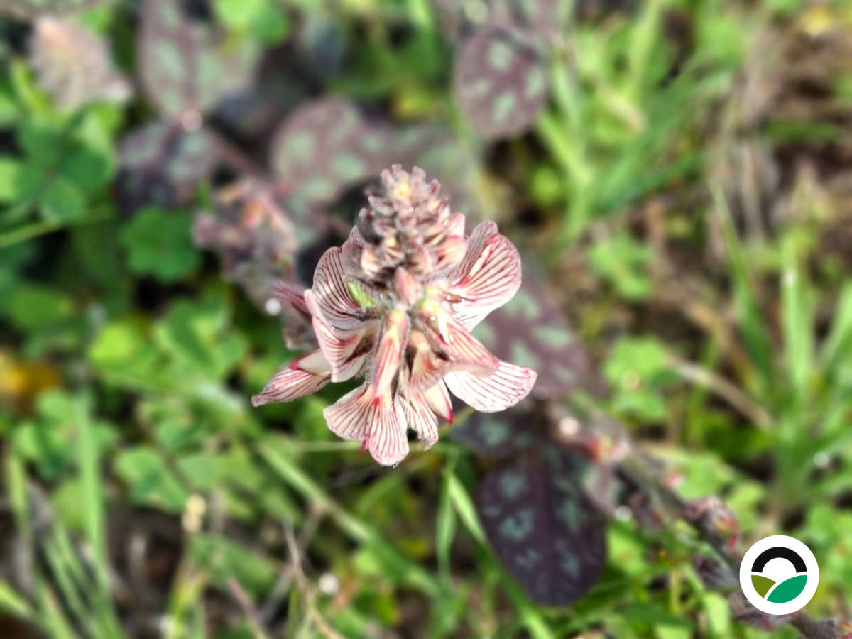 Endemic Onobrychis: a native legume enriching Mediterranean ecosystems