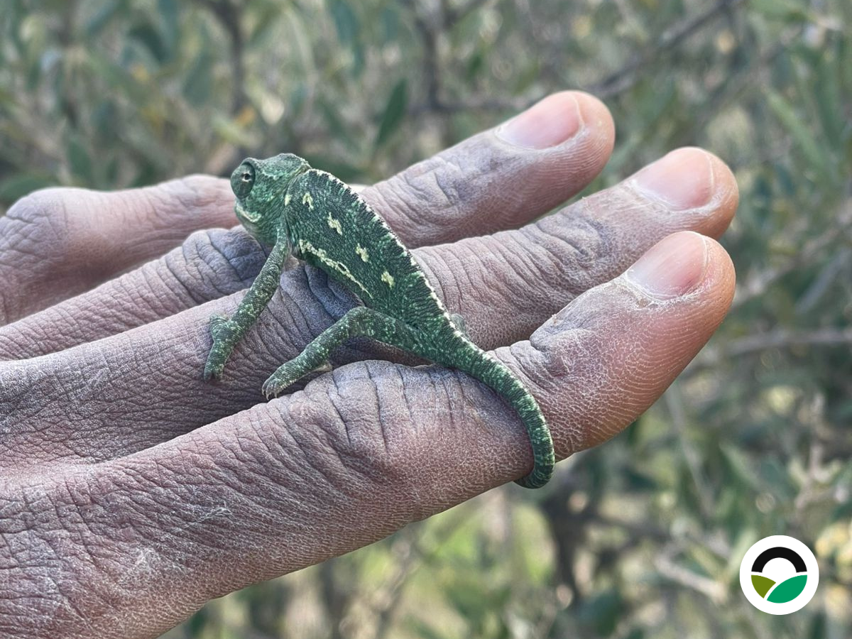 Common chameleon (Chamaeleo chamaeleon)