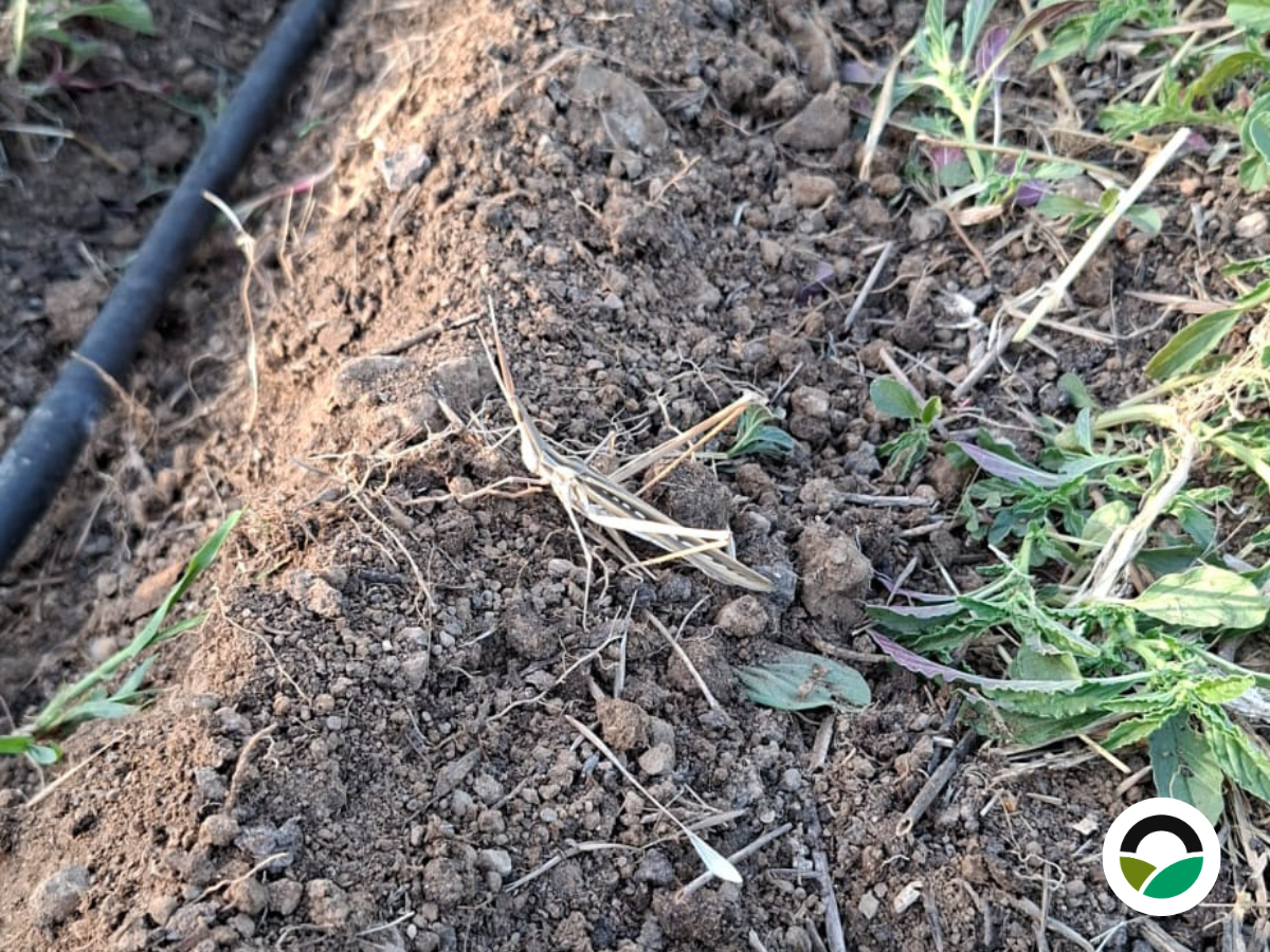 Long-headed Grasshopper (Truxalis eximia cypria)