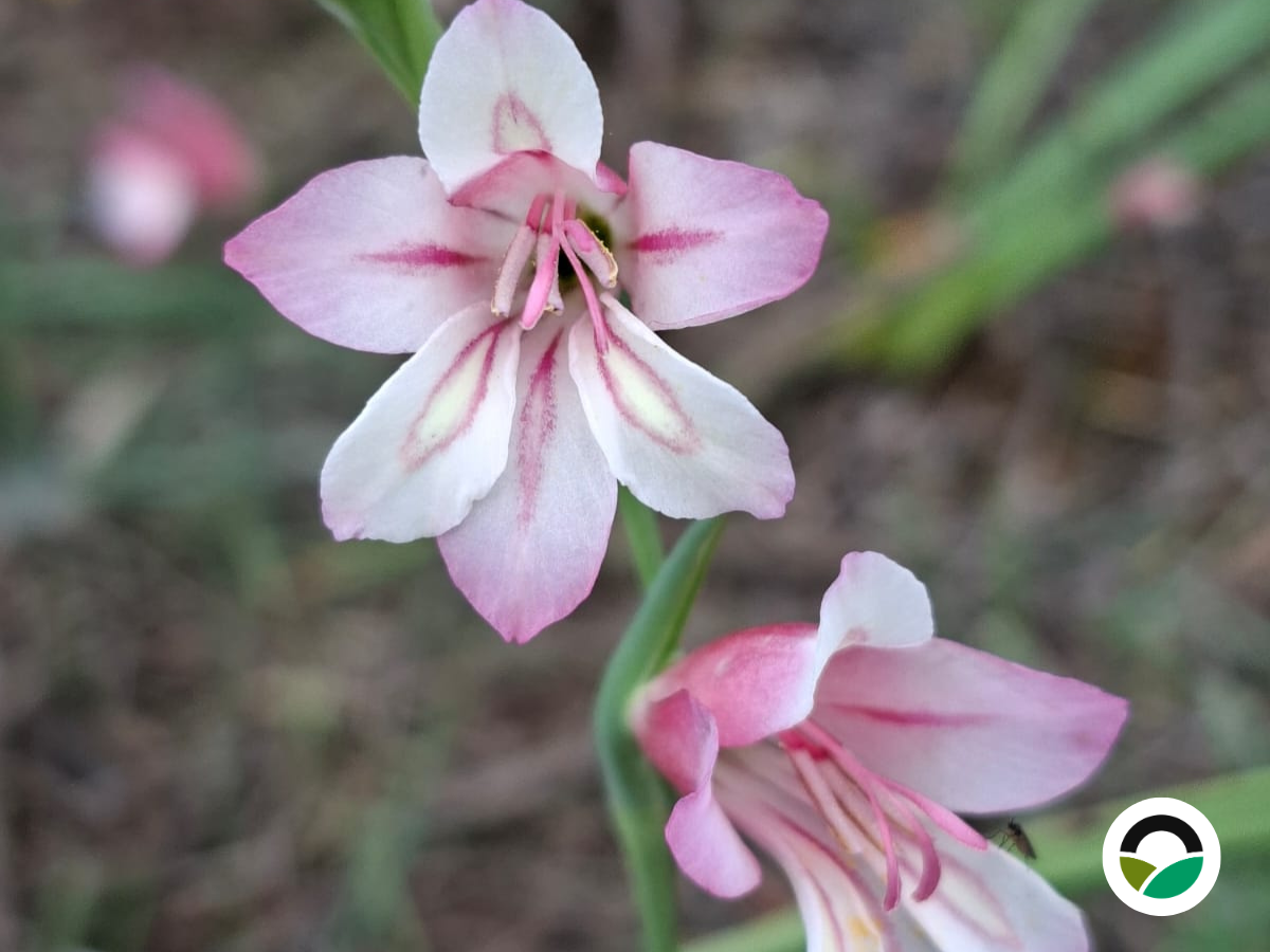 Italian Gladiolus (Gladiolus italicus)