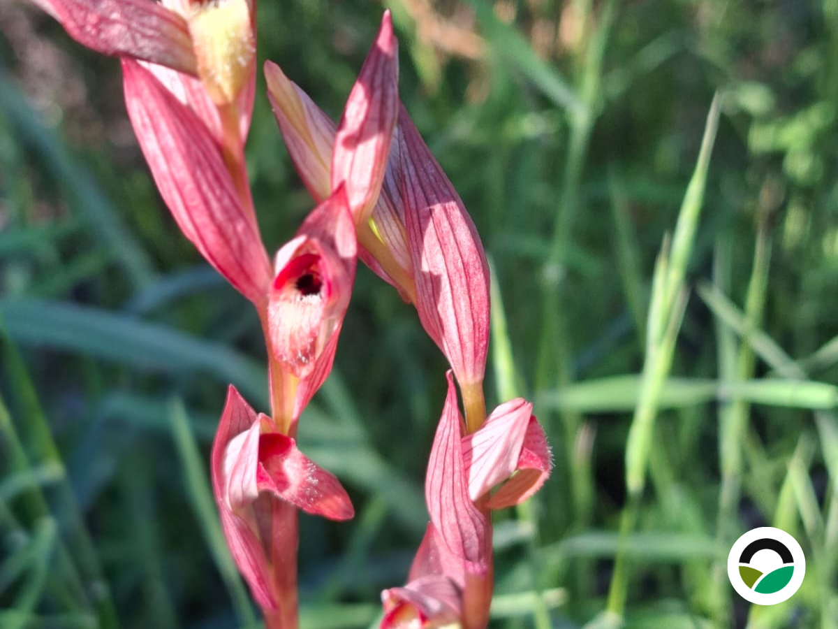 Wild Serapias orchids within the Mediterranean landscape at Mavronero