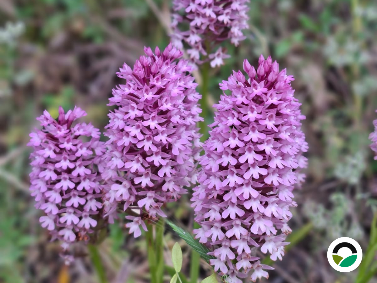 Wild pyramidal orchids within the Mediterranean landscape at Mavronero